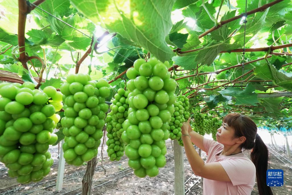 捕鱼大亨