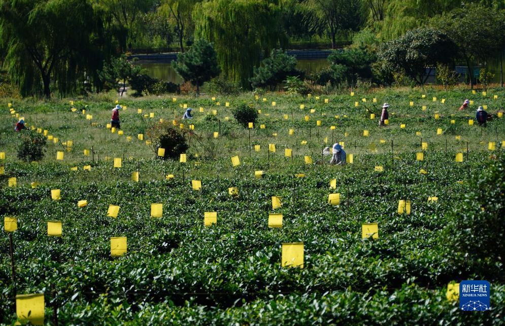 问鼎平台下载入口